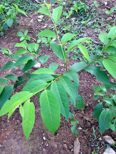 trồng thử nghiệm cây xoan đào