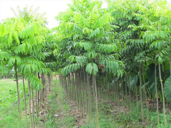 Giống cây sấu