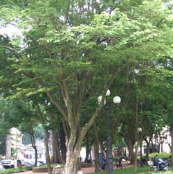 Cây sưa đỏ ở công viên Hà Nội