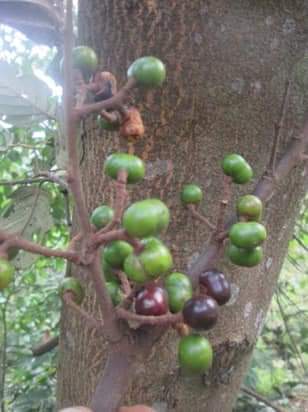 quả xoan đào
