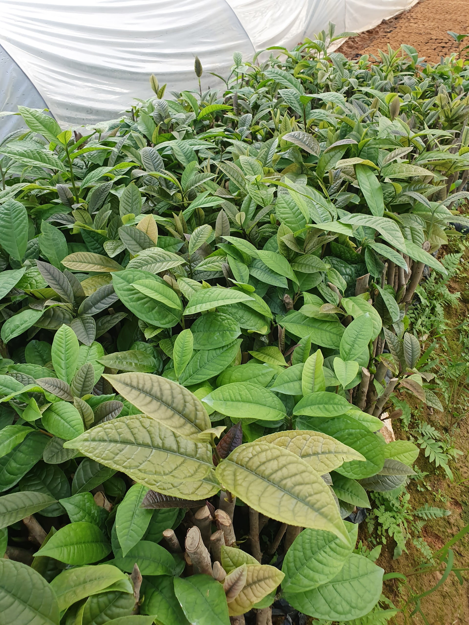Giống cây trà hoa vàng chuẩn, giá tốt Giống cây trà hoa vàng