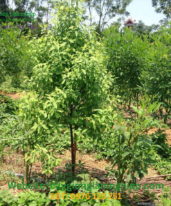 Cây đàn hương trồng lâu năm