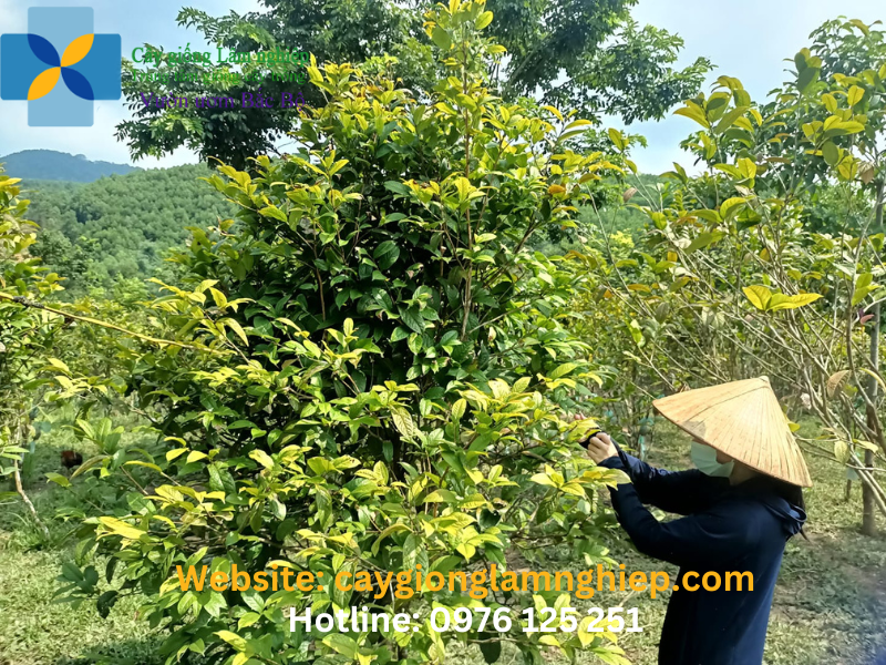 Cây trà hoa vàng Quảng Ninh