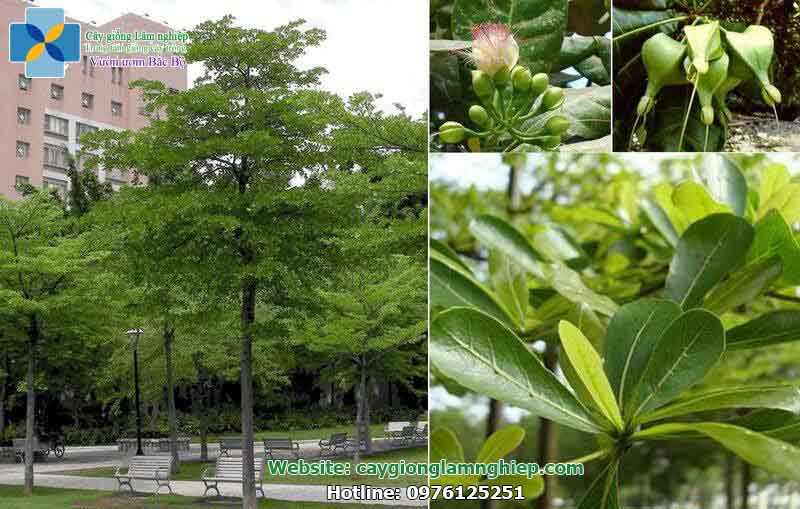 Bàng Đài Loan là cây thường xanh, tán rộng tạo bóng mát